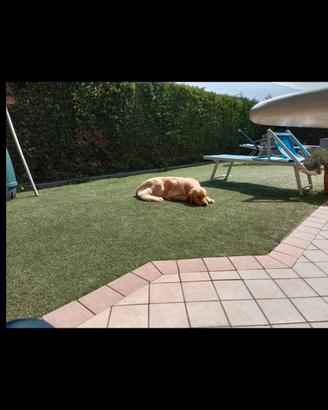 Villa s schiera