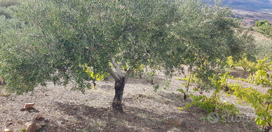 Pianta olivo secolare