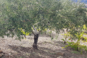 Pianta olivo secolare