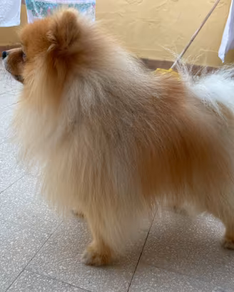 Spitz pomerania per MONTA