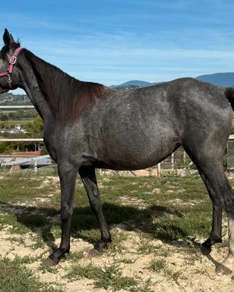 Femmina 3 anni