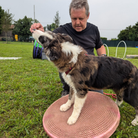 Cucciolo border collie