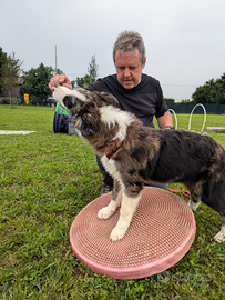 Cucciolo border collie