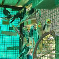 Pappagalli Calopsite