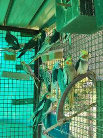 Pappagalli Calopsite