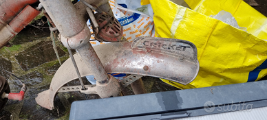 Califfo cricket 50 rizzato