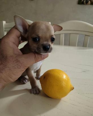 Mini Chihuahua Femminuccia