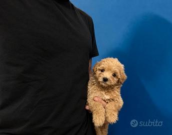 Maltipoo Mini Toy Crema disponibili subito