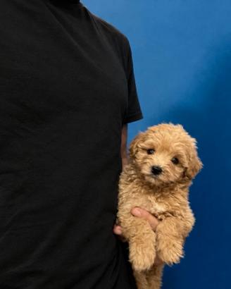 Maltipoo Mini Toy Crema disponibili subito