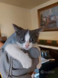 Gattino due mesi portato dalla mamma