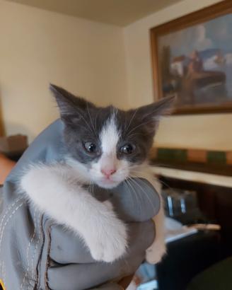 Gattino due mesi portato dalla mamma