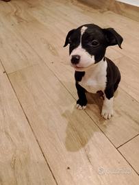 Cuccioli di Amstaff