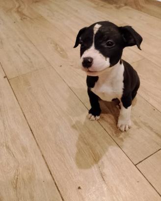 Cuccioli di Amstaff