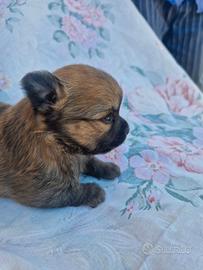 Chihuahua toy