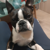 Boston terrier