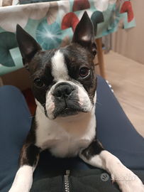 Boston terrier