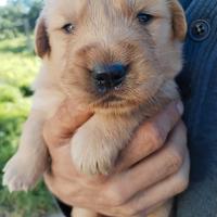 Golden Retriever cuccioli