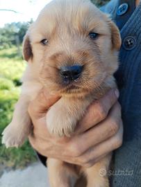 Golden Retriever cuccioli