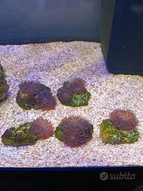 Acquario
