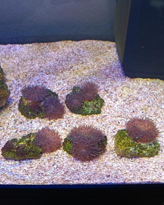 Acquario