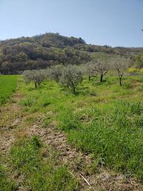 Oliveto a Pietracatella contrada Venditti