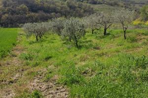 Oliveto a Pietracatella contrada Venditti