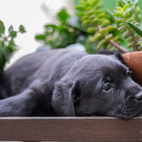 Cucciola Labrador Retriever Pedigree mostra EXPO