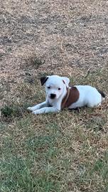 Cuccioli di Staffordshire bullterrier
