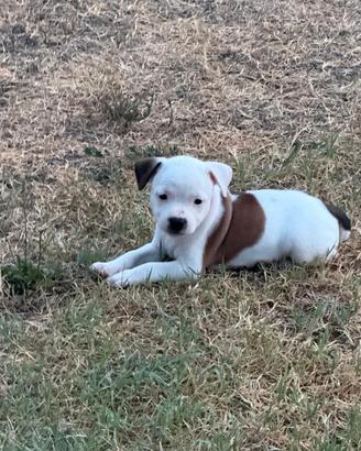 Cuccioli di Staffordshire bullterrier