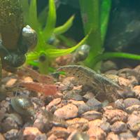 Caridine Neocaridine IBRIDE WILD