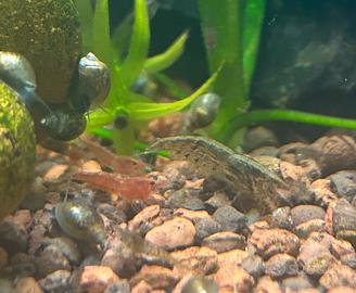 Caridine Neocaridine IBRIDE WILD