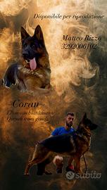 Disponibile per monta