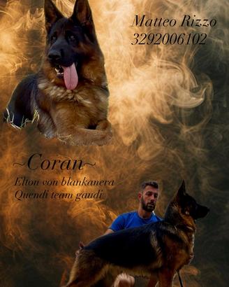 Disponibile per monta