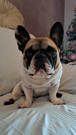 Disponibile per monta