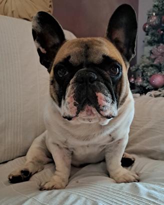 Disponibile per monta