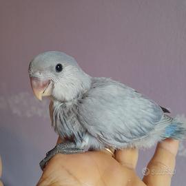 Inseparabili allevati a mano