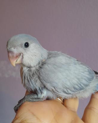 Inseparabili allevati a mano