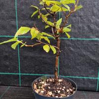 Pianta Pre Bonsai di Carpino Nero M 20