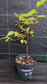 Pianta Pre Bonsai di Carpino Nero M 20