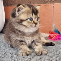 British shorthair