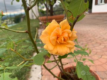 Rosa  Tequila altezza 85 cm in vaso da 25.