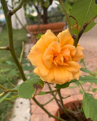 Rosa  Tequila altezza 85 cm in vaso da 25.