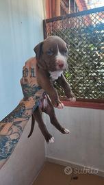 American Staffordshire terrier