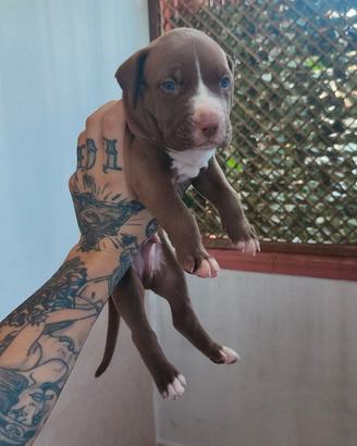American Staffordshire terrier