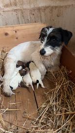 Jack russell terrier