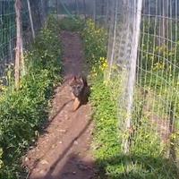 Cucciola di pastore tedesco