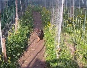 Cucciola di pastore tedesco