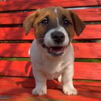 Jack russel