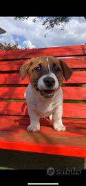 Jack russel