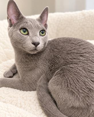 Cuccioli Blu di Russia nati 4 marzo 2026